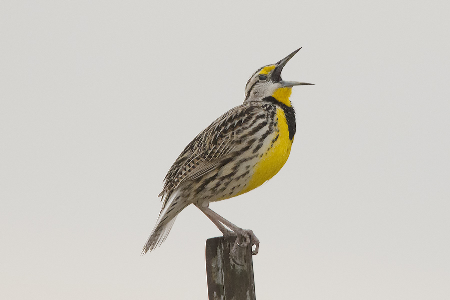 Eastern Meadowlark.jpg