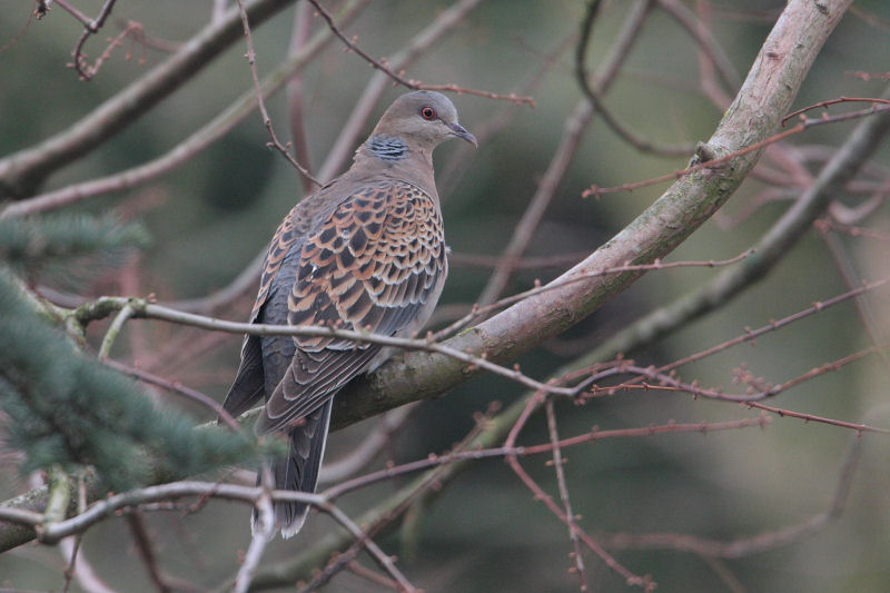 Oriental Turtle-dove - Oosterse Tortel