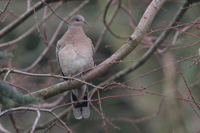 Oriental Turtle-dove - Oosterse Tortel