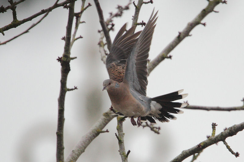 Oriental Turtle-dove - Oosterse Tortel