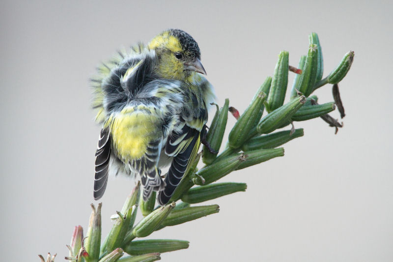 Siskin - Sijs