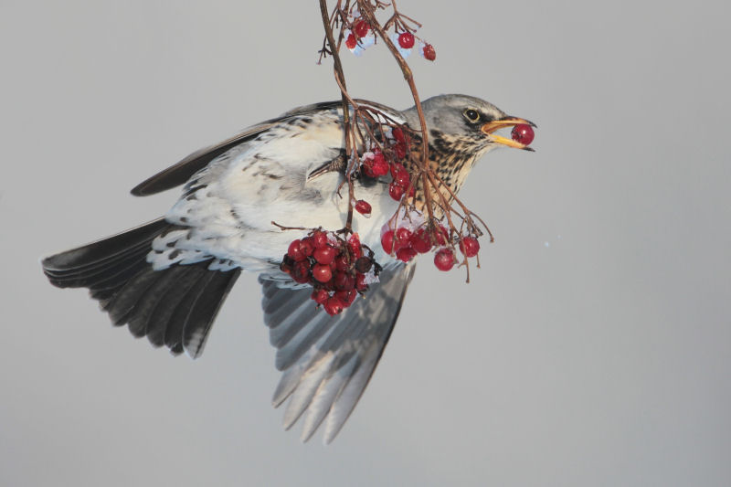 Fieldfare - Kramsvogel