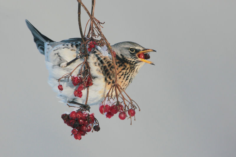 Fieldfare - Kramsvogel