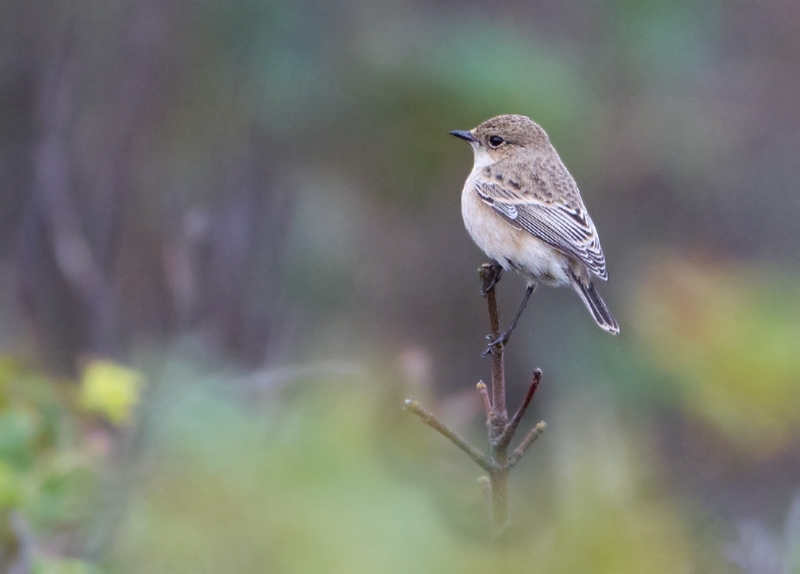 Siberian Stonechat - Aziatische Roodborsttapuit
