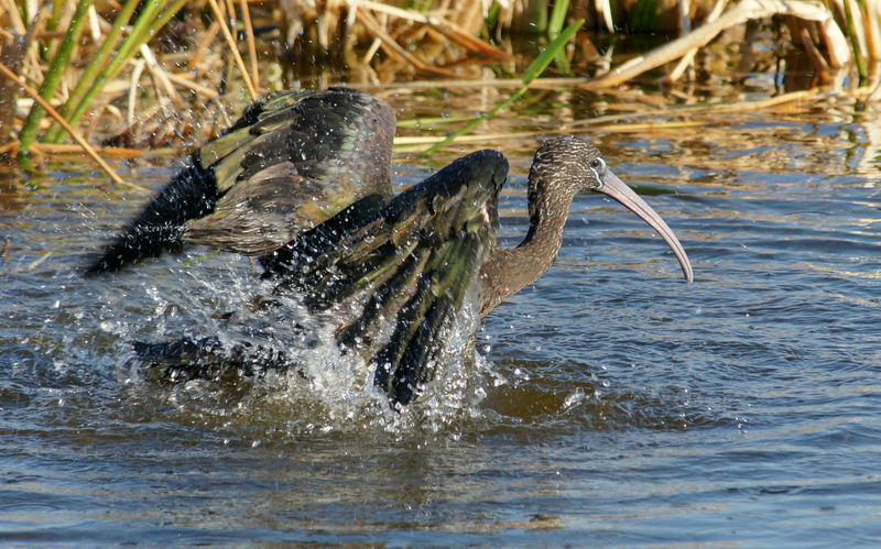 viera-Glossy Ibis bathing