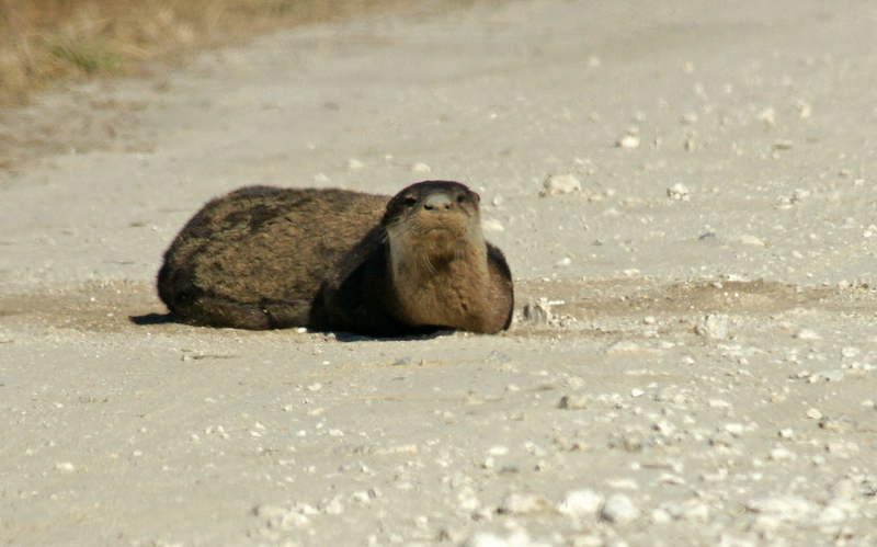 viera-Otter
