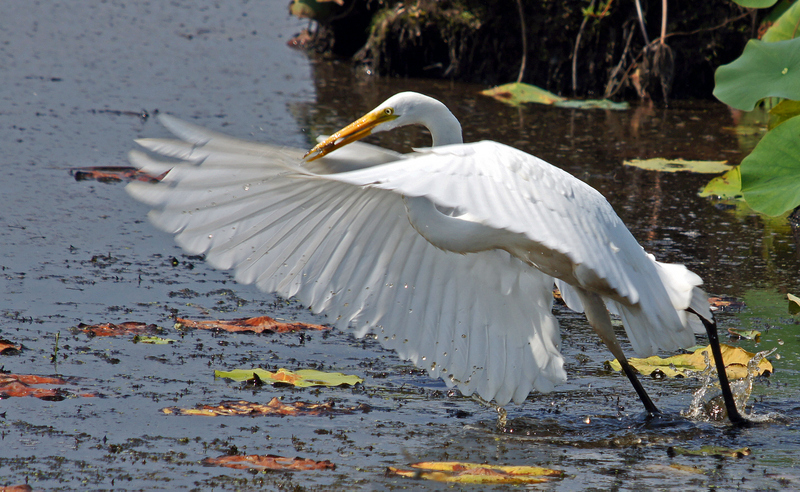 great meadow-egret taking off with fish 8/2/12