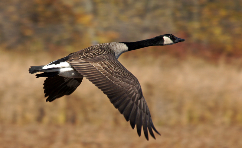 great meadows-Goose in flight