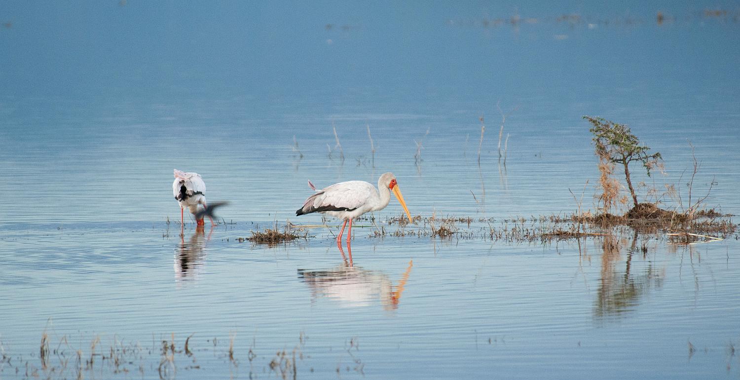 D3_379 Yellow billed Stork.jpg