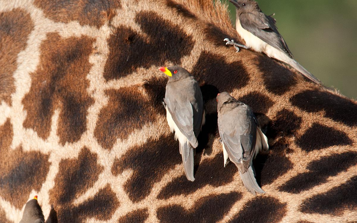 D3_0422 Yellow Billed Oxpepper.jpg