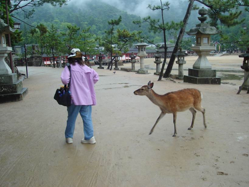 hungry deer and mom