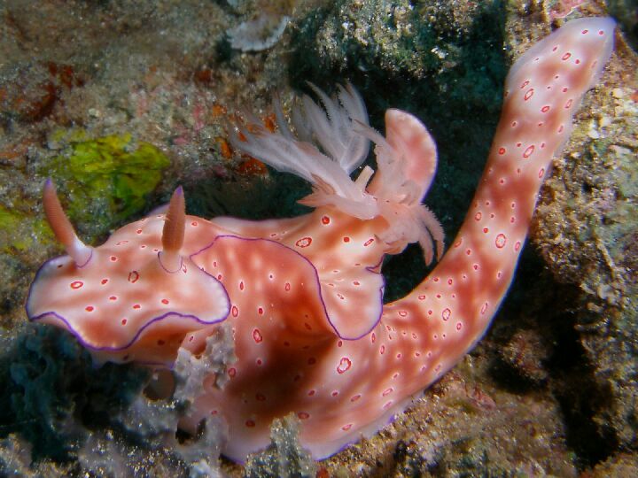 Ceratosoma trilobatum (Gray, J.E., 1827)