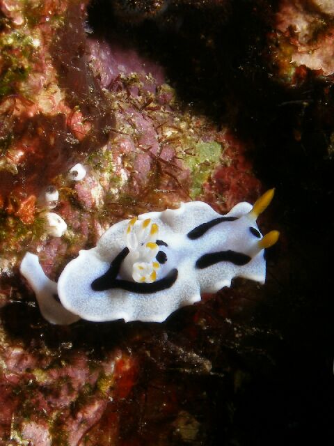 Chromodoris dianae  (Gosliner & Behrens, 1998)