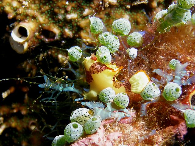 Clown frogfish (Antennarius maculatus)