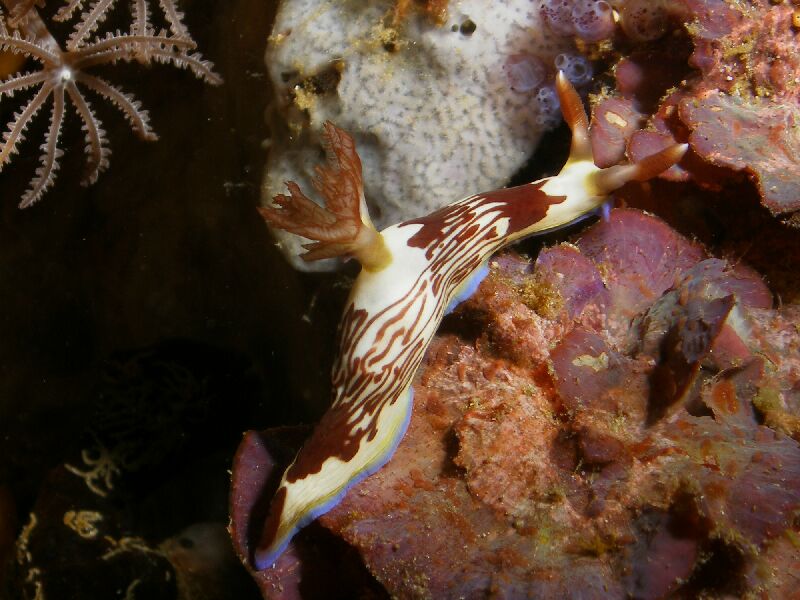 Nembrotha lineolata (Bergh, 1905)