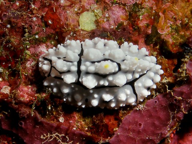 Phyllidia elegans  (Bergh, 1869)