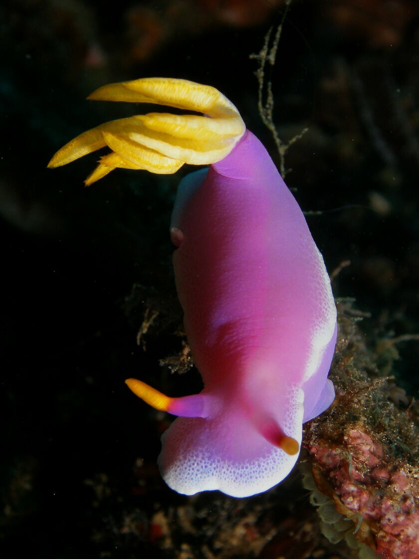 Hypselodoris apolegma (Yonow, 2001)