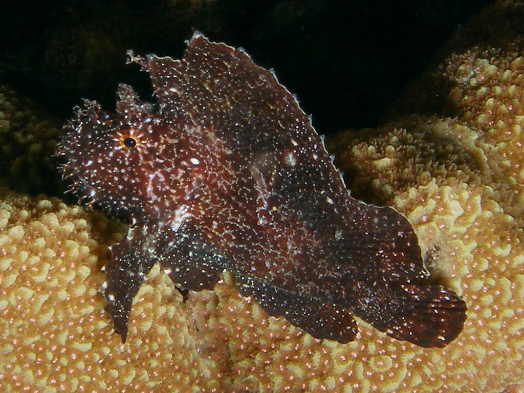 P5288539-a.JPG