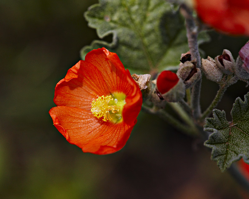 Little Orange Flower