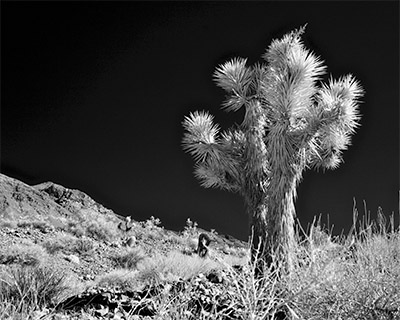 Lone Yucca (IR)