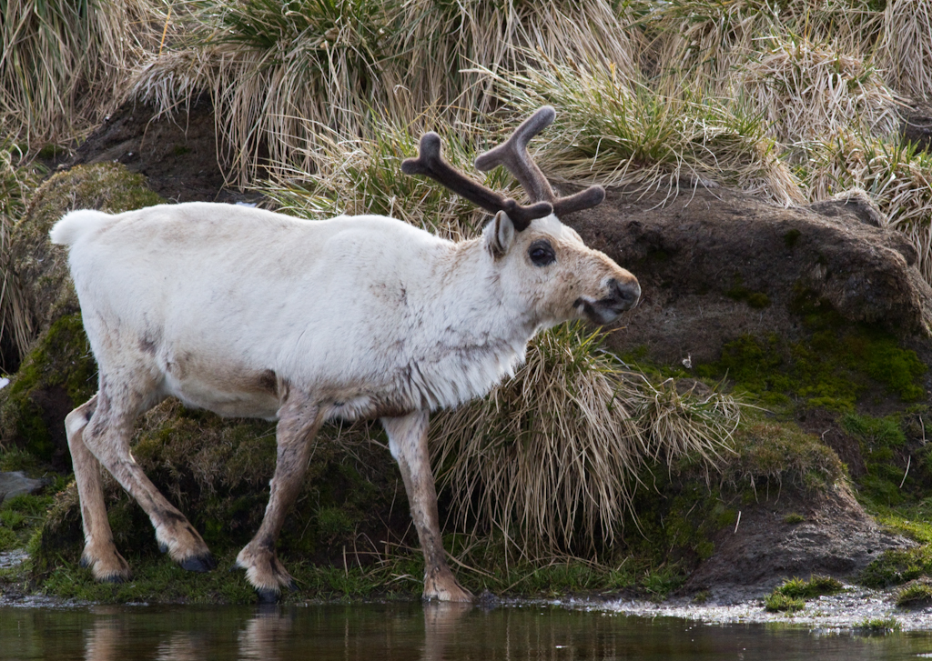 Reindeer walking-2.jpg