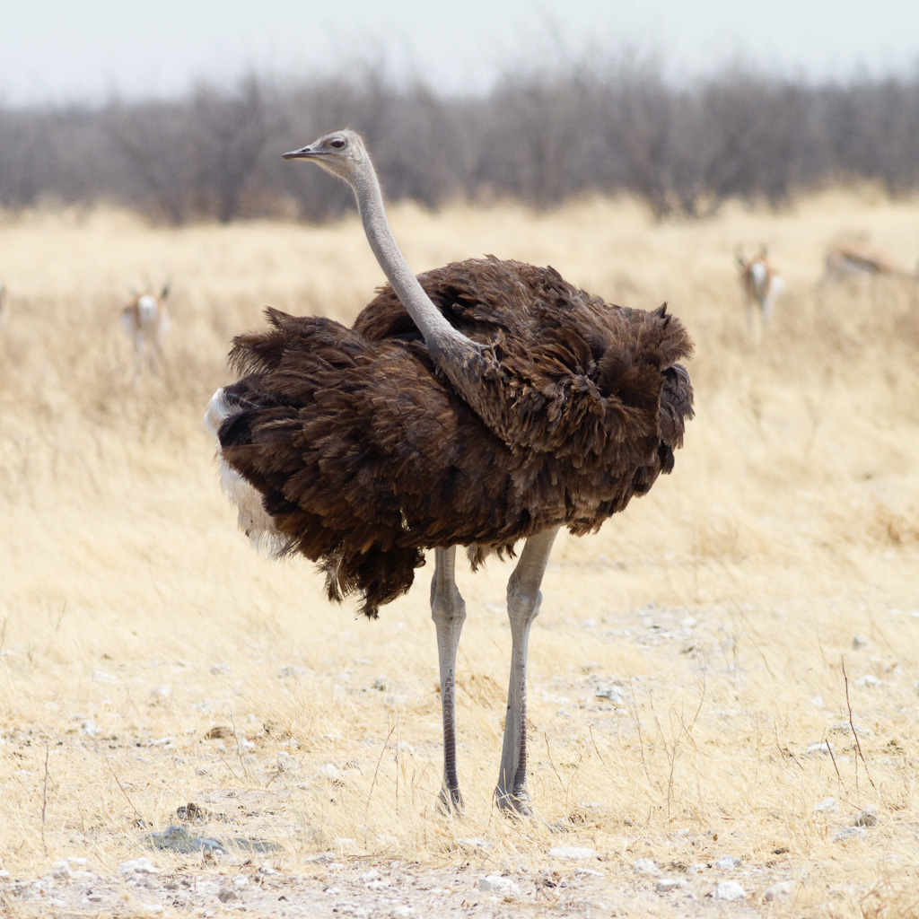 Ostrich, female