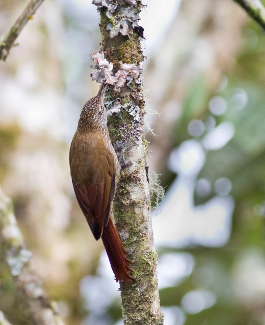 EcuadorBirding-58.jpg