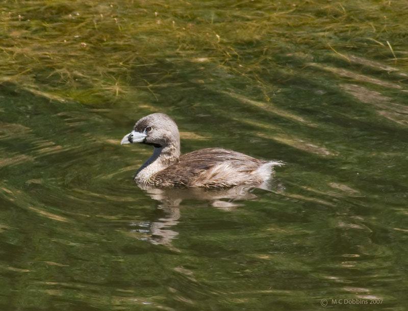 Pied Bill Grebe