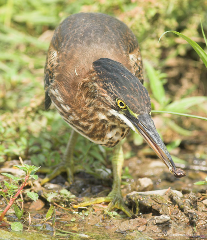 Green Heron