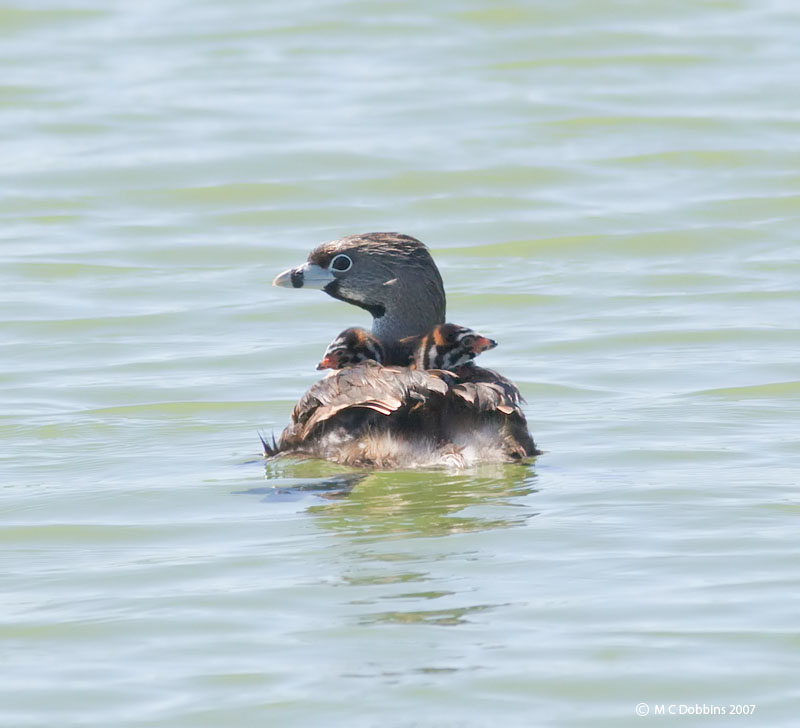 Mom with two recently hatched chicks