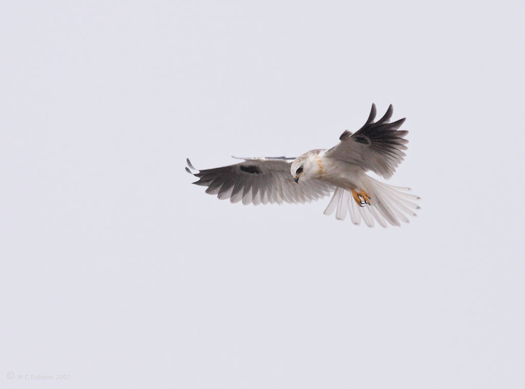 Juvenile White Tail Kite