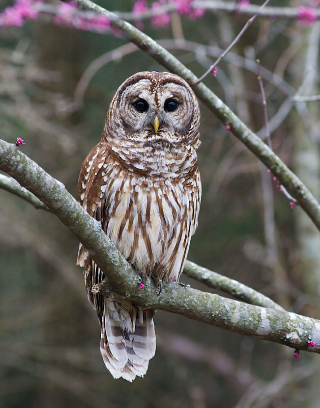 Barred Owl