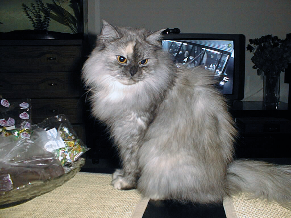 Lilu007.jpg