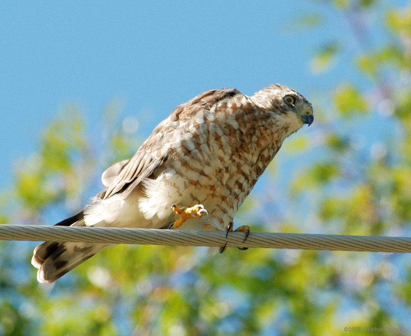 Broad-winged Hawk Hunting