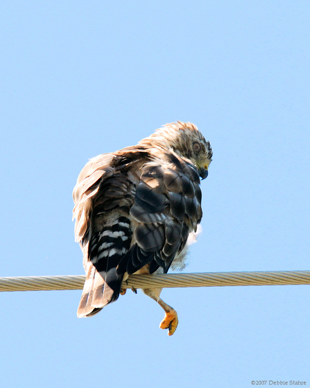 Broad-winged Hawk