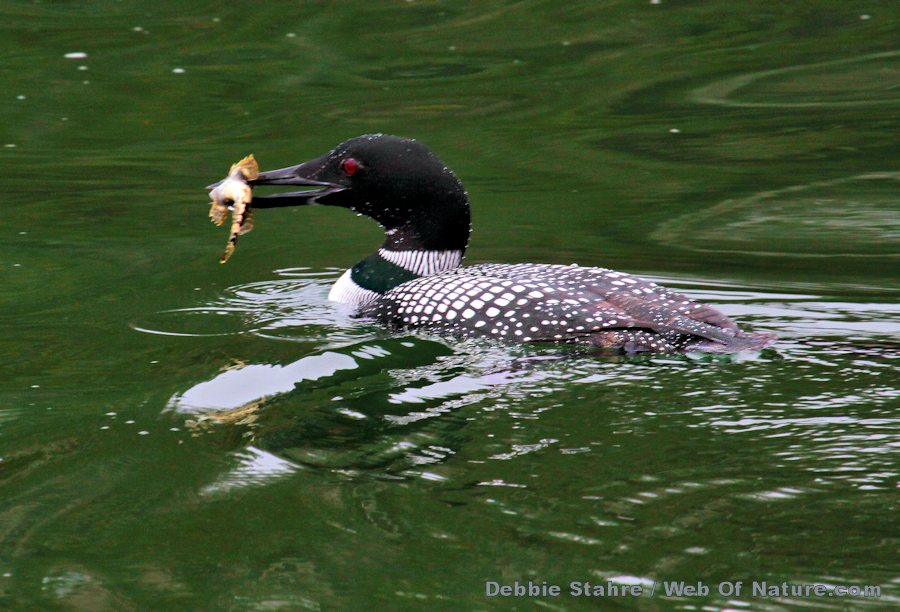 Loon Eating Sculpin