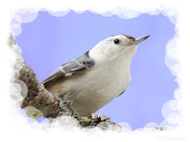 7D-1-20-13-100WBNuthatch.jpg