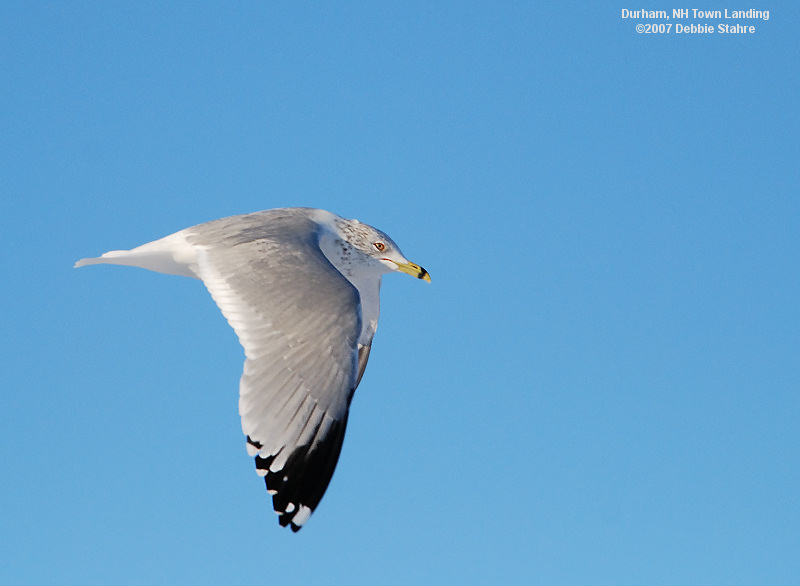 DSC_5066-GullDurhamLanding.jpg