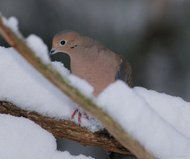 Dove