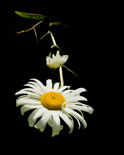 Handing You A Daisy