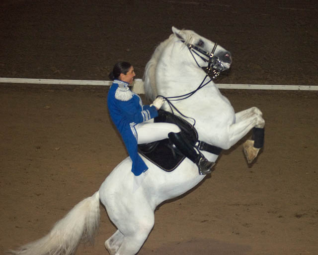 Lipizzaner Stallions