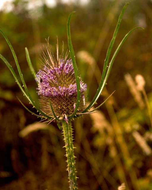 Teasel