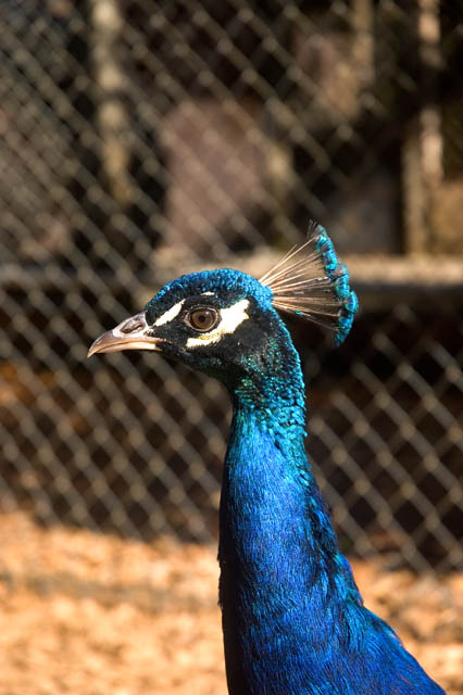 Proud Peacock