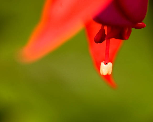 Fuschia