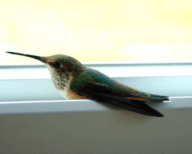 Humming Bird In The Window