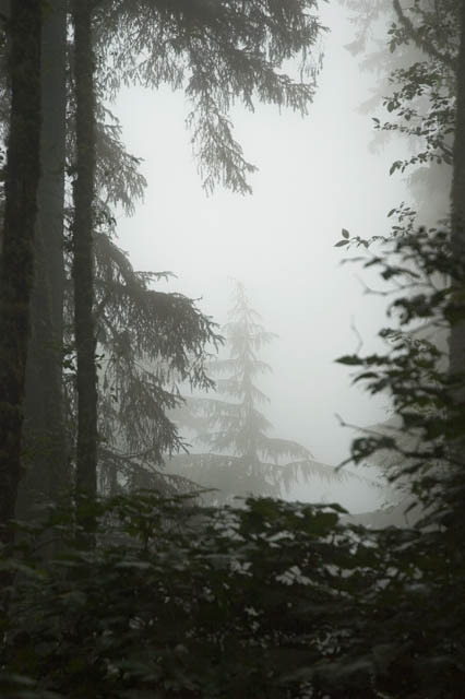 Fog In The Forest