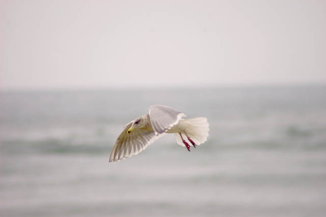 Sea Gull