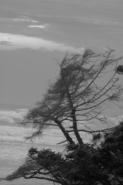 Wind Swept Trees