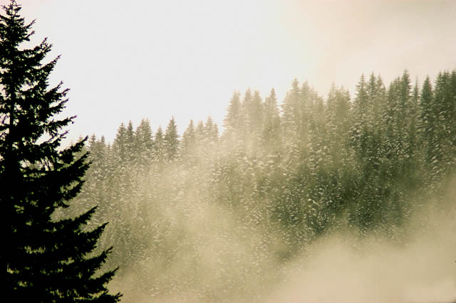 Snow Tipped Forest