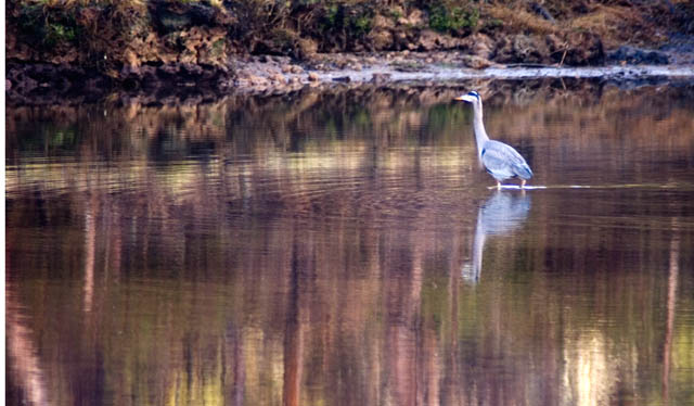 Blue Heron